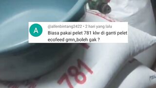 Cara ganti jenismerek pakan PELET agar ikan lele tidak MALAS MAKAN