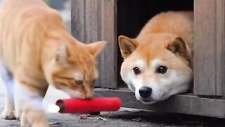 A Jailed Cat Sets Firecrackers in a Dog Cage,