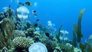 The Hidden Paradise Beneath the Waves  Relaxing Underwater Journey in 4K