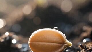 The Miracle of Nature From Tomato Seed to Blooming Flower  Romantic  Refreshing Atmosphere