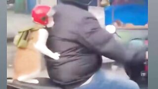 Oyen  mau kemana pakai helm