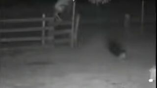 top secret file mystery animal