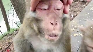 Funny Monkey
