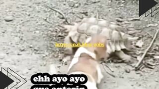 Anjing Ngeledek Kura-Kura Jalan Lambat, Tapi Malah Ikutan Dubbing Kocak!