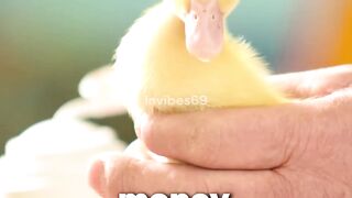 The growth adventure of the little yellow duck!