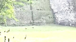 This video going viral look like dinosaur
