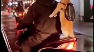 Funny Cat Riding a Motorcycle