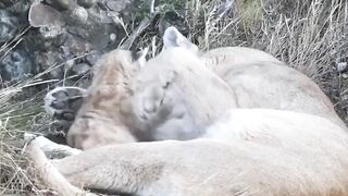 A Mothers Quiet Strength in the Wild