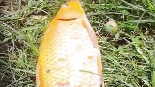 Ngaliwet