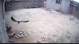 Smart dog
