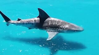 The Giant Megalodon Caught on Drone Camera