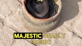 The Mystery of the Cobra  The King of Snakes