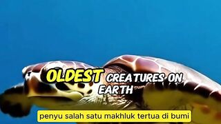 Incredible Facts About Sea Turtles  Ancient Navigators of the Ocean