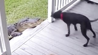 Loyal guard dogs risk their lives