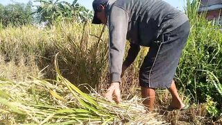Small harvest