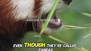 Adorable Facts About Red Pandas  The Cutest Creature Youve Never Met