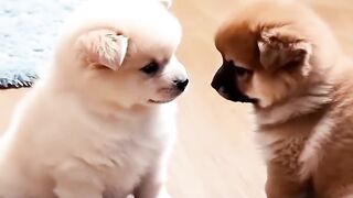 cute, adorable puppy videos
