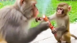 Cute monkey