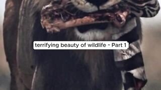 Python vs Crocodile  Who Wins in This Wild Predator Battle