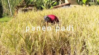 Rice harvest