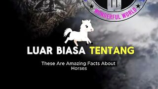 Amazing Facts About Horses  Natures Most Majestic Animal