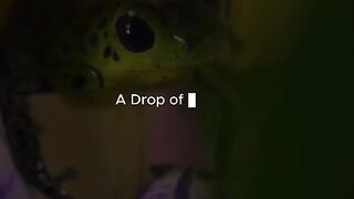 The Worlds Most Poisonous Frog  Tiny but Deadly