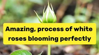 Amazing, process of white roses blooming perfectly