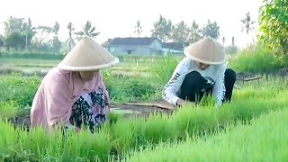 Planting rice