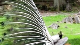 The Peacock  Natures Symbol of Elegance and Beauty