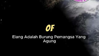 Powerful Facts About Eagles  Kings of the Sky