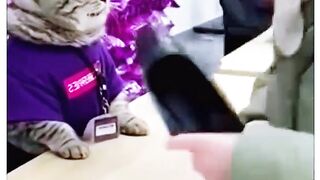 Kucing balik marahin si emak