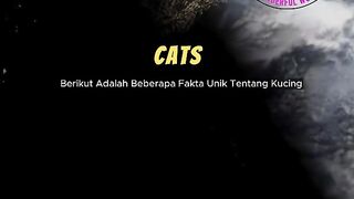 Fascinating Facts About Cats  Secrets of Your Feline Friend