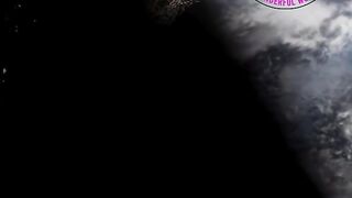 Amazing Facts About Dogs  Mans Best Friend Explained (Part 2)