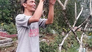 Menyadap Kamboja di makam keramat