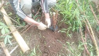 Cassava harvest