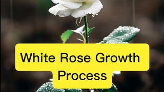 White roses in full bloom