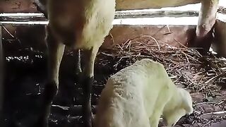 domba viral mp4