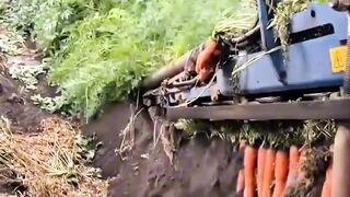sophisticated carrot harvesting machine