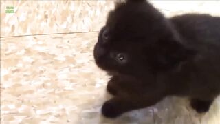 Funny  cute Cats/1