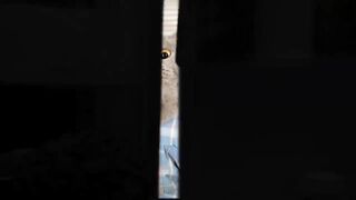 Cat funny. Mouse hunt. Fun