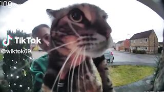 FUNNT CATS VIDEO