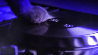 Cat Muzik. Cat fiesta de gatitos miau miau.. fun