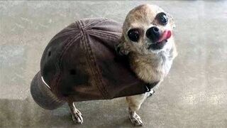 ???? Funniest ???? Dogs and ???? Cats - Awesome Funny Pet Animals Videos ????