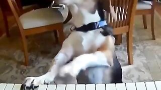 Pianist doggo!!