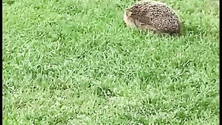 Funny Dogs of TikTok Compilation Cutest Puppies TIK TOK