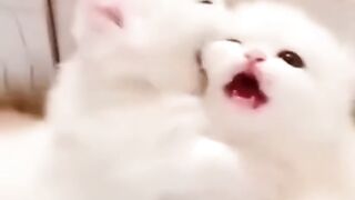 Beautiful cats.