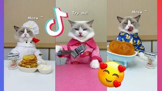 Cats Make Food "That Little Puff" TikTok Compilation