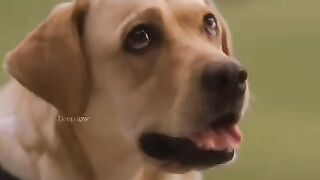 Amazing video