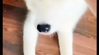 A Dogs Best Friend Is a Human A Dog's Life Assistant To My Dog Bad Dog Bark In The Park Barking Up The Wrong Tree Beauty And The Beast Bow Wowing