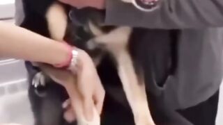 Смешные собаки из TikTok